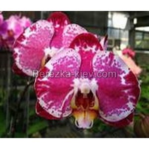 Орхидея 2 ветки (Princess-of-Pattern)